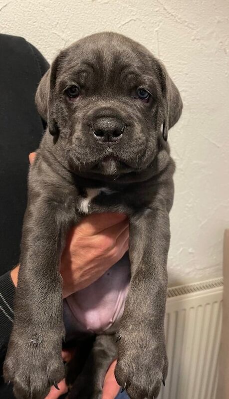 Stunning Cane Corso Puppies for sale in Winnersh, Berkshire | Image 3