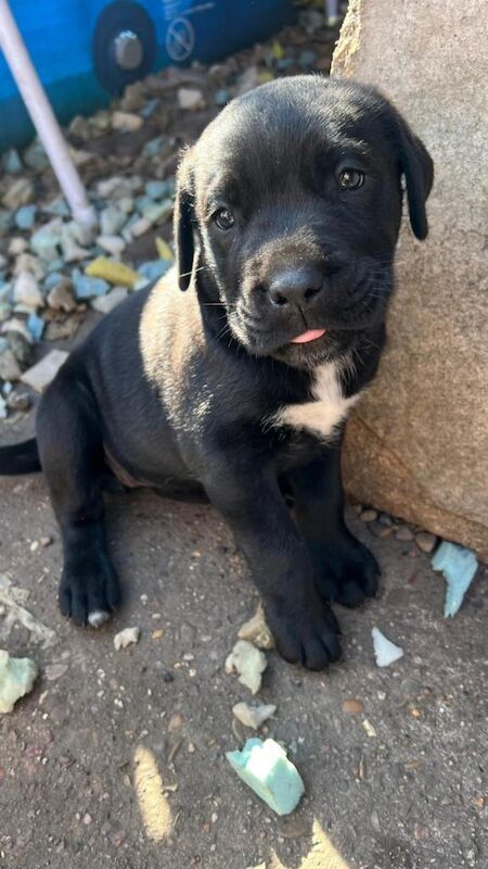 Cane Corso puppies for sale in Warsop Vale, Nottinghamshire – 9 weeks old - Image 2 of 4
