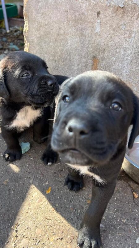Cane Corso puppies for sale in Warsop Vale, Nottinghamshire – 9 weeks old - Image 3 of 4