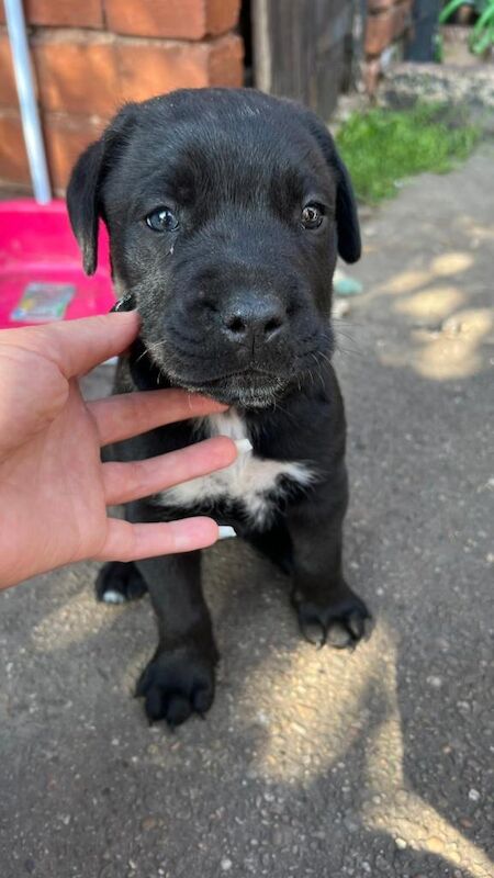 Cane Corso puppies for sale in Warsop Vale, Nottinghamshire – 9 weeks old - Image 4 of 4