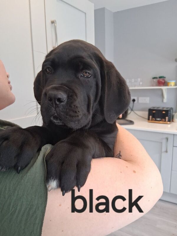 Cane Corso puppies for sale in Denbigh / Dinbych, Clwyd – 9 weeks old