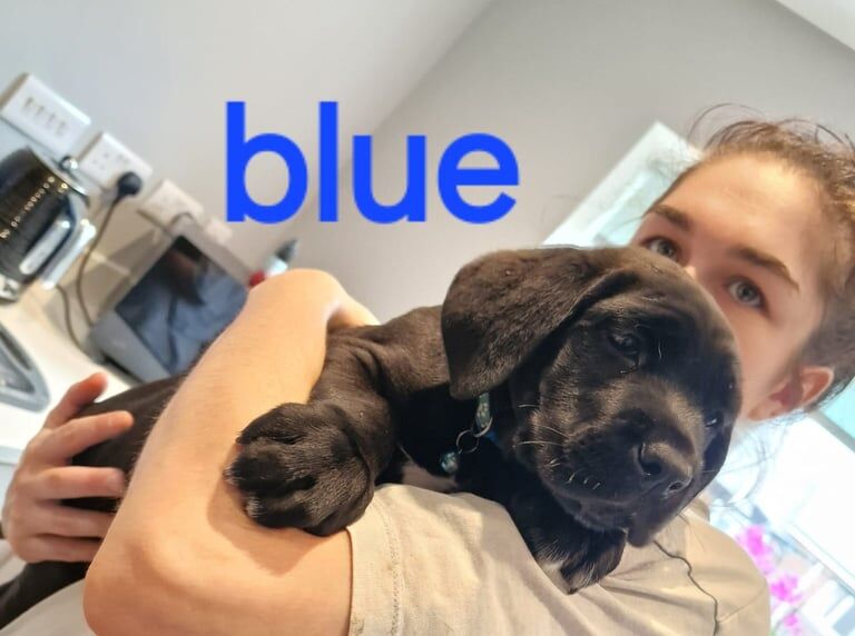 Cane Corso puppies for sale in Denbigh / Dinbych, Clwyd – 9 weeks old - Image 2 of 3