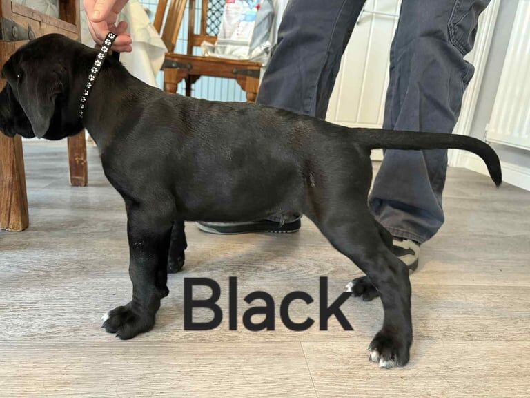 Cane Corso puppies for sale in Denbigh / Dinbych, Clwyd – 9 weeks old - Image 3 of 3