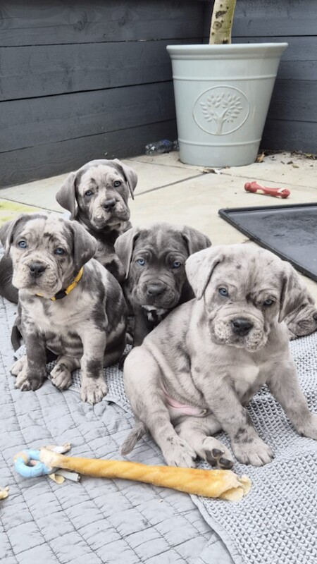 Stunning Cane corso pups