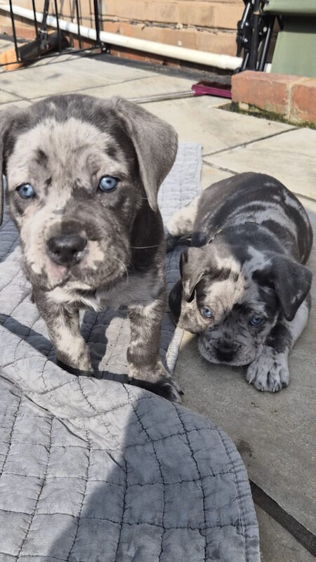 Stunning Cane corso pups - Image 2 of 4