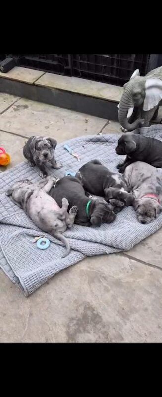 Stunning Cane corso pups - Image 3 of 4