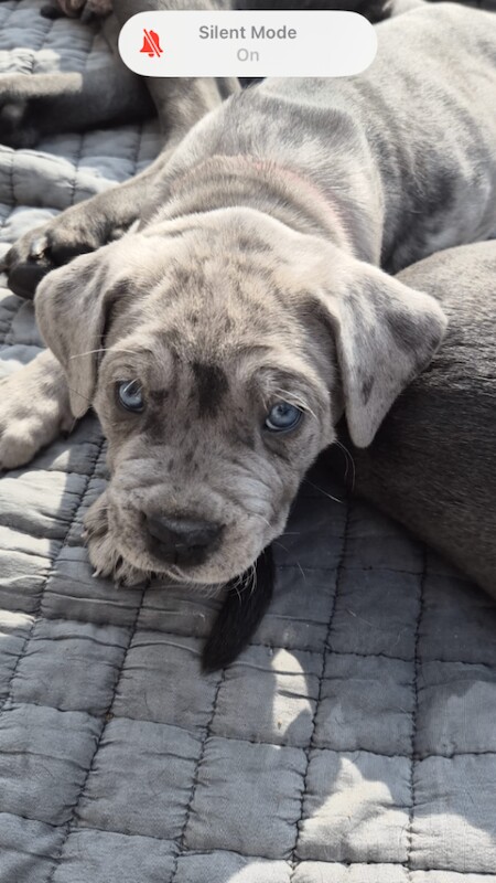 Stunning Cane corso pups - Image 4 of 4