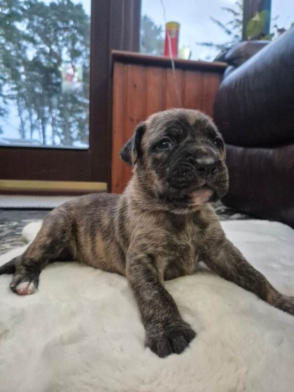 Stunning Cane Corso pups