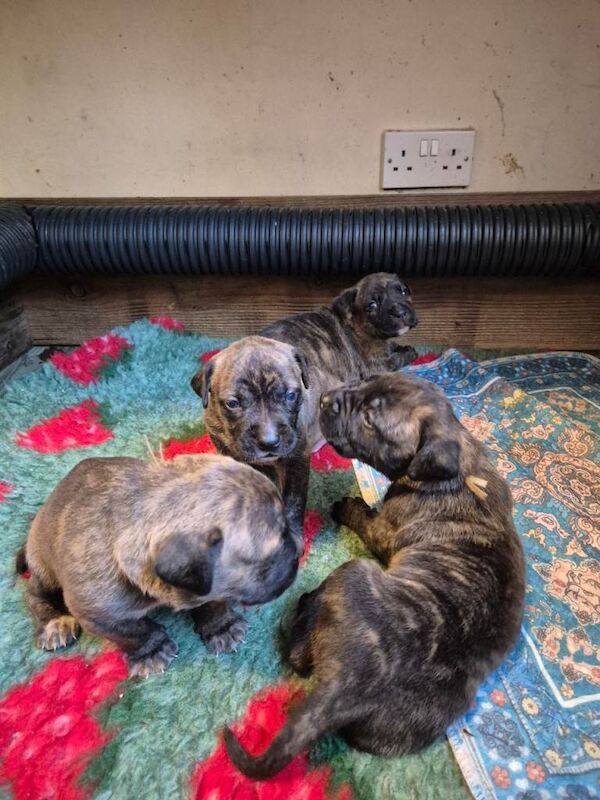Stunning Cane Corso pups - Image 2 of 4