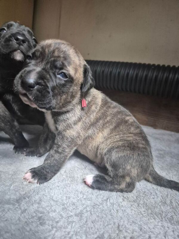 Stunning Cane Corso pups - Image 3 of 4