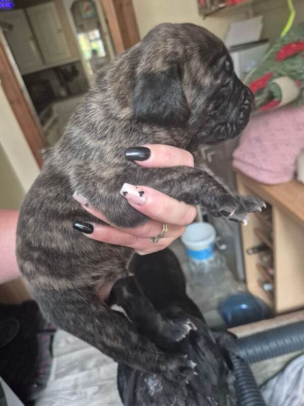Stunning Cane Corso pups - Image 4 of 4