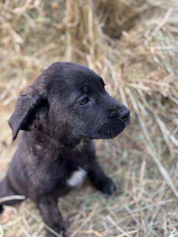 Stunning Cane Corso X Caucasian Shepherd - Image 2 of 6