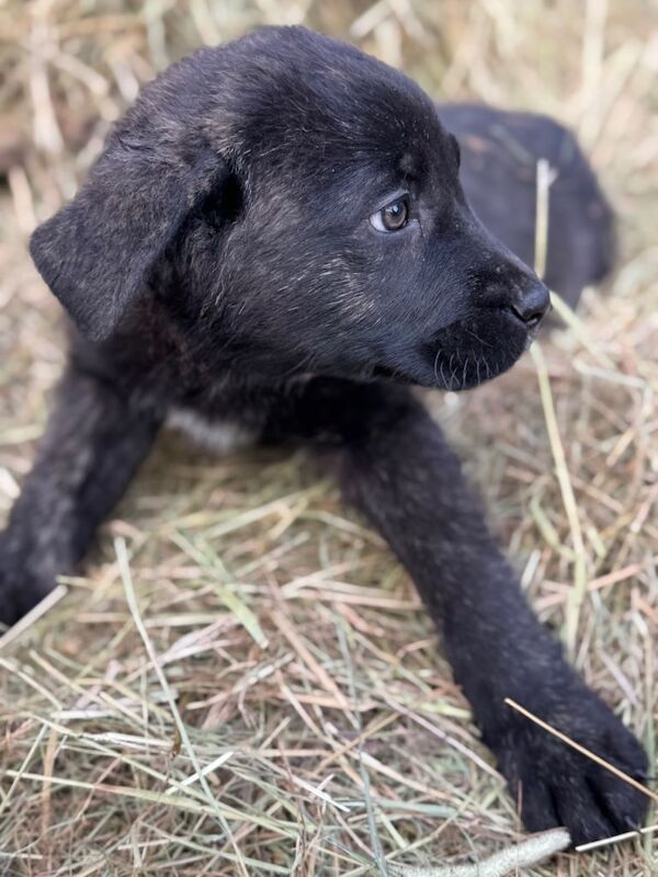 Stunning Cane Corso X Caucasian Shepherd - Image 3 of 6
