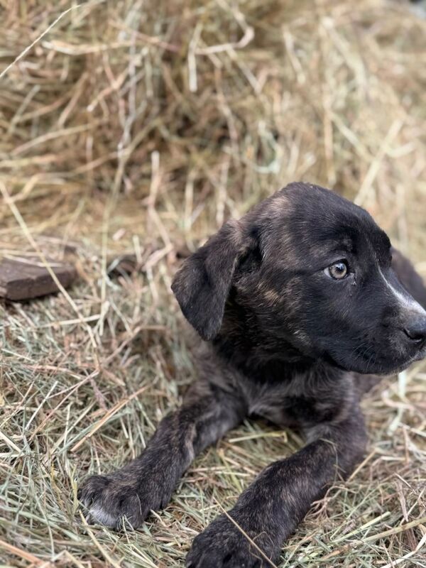 Stunning Cane Corso X Caucasian Shepherd - Image 4 of 6