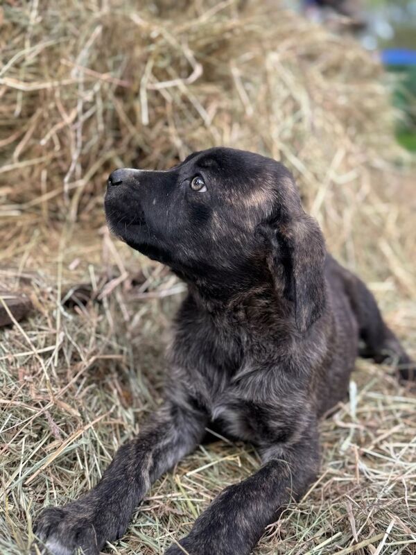 Stunning Cane Corso X Caucasian Shepherd - Image 5 of 6