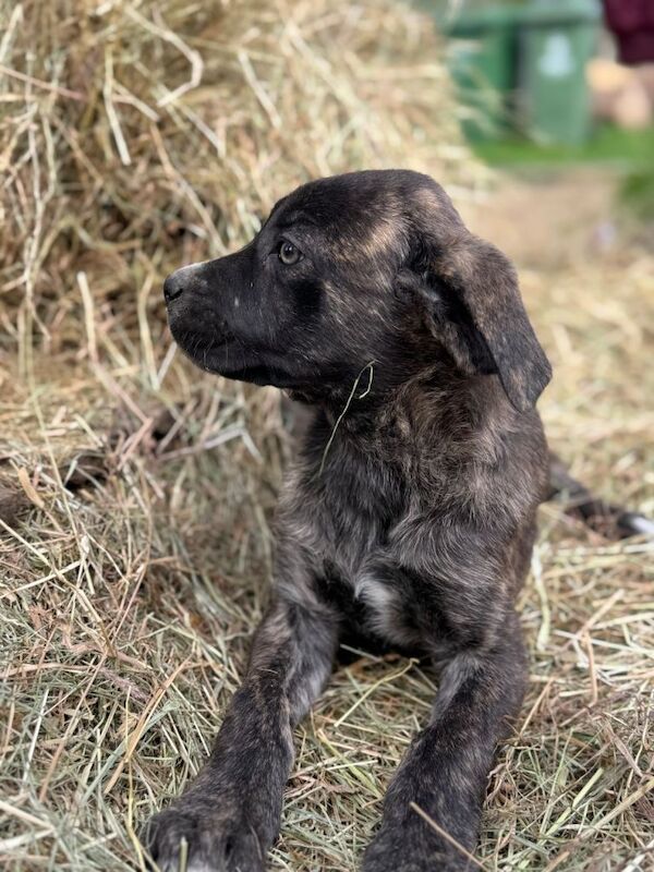 Stunning Cane Corso X Caucasian Shepherd - Image 6 of 6