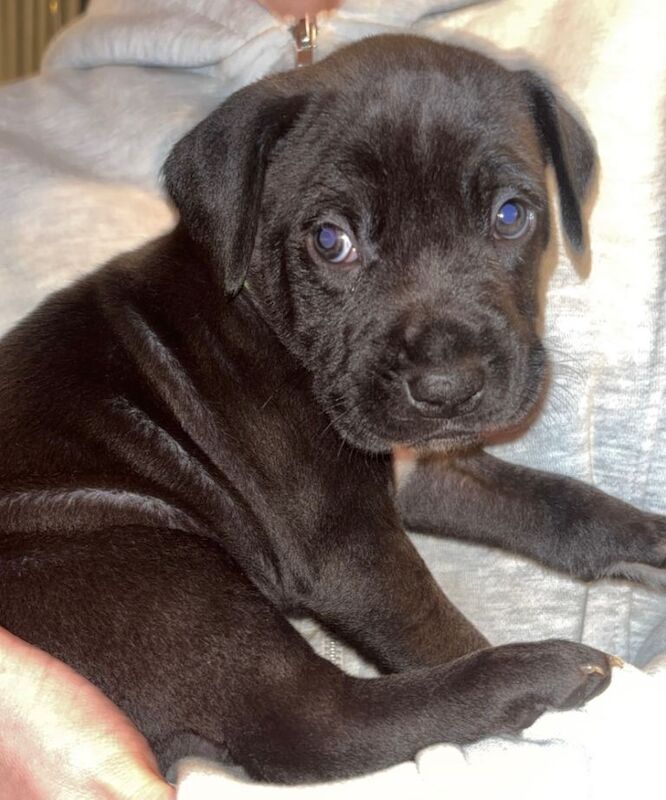 Stunning Cane Corso x Presa Canario puppies *Ready in 3 weeks*