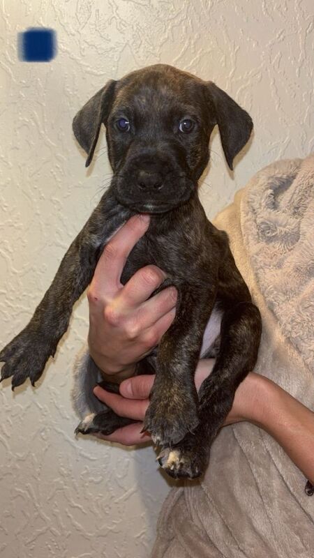 Stunning Cane Corso x Presa Canario puppies *Ready in 3 weeks* - Image 2 of 6
