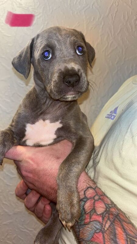 Stunning Cane Corso x Presa Canario puppies *Ready in 3 weeks* - Image 3 of 6