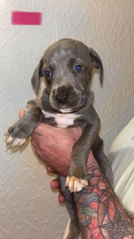 Stunning Cane Corso x Presa Canario puppies *Ready in 3 weeks* - Image 4 of 6