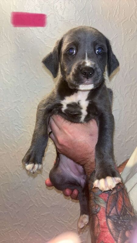 Stunning Cane Corso x Presa Canario puppies *Ready in 3 weeks* - Image 5 of 6
