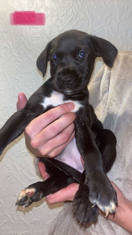 Stunning Cane Corso x Presa Canario puppies *Ready in 3 weeks* - Image 6 of 6