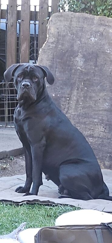 Stunning Puppies... Cane corso x Champion import Bull mastiff for sale in Gildersome, West Yorkshire