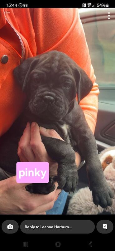 Stunning Puppies... Cane corso x Champion import Bull mastiff for sale in Gildersome, West Yorkshire | Image 2