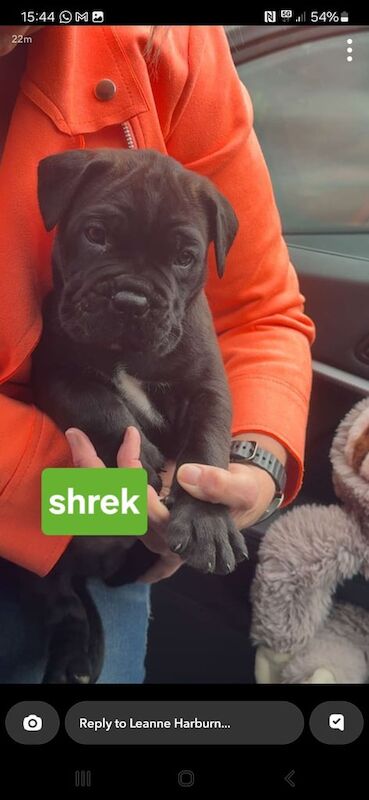 Stunning Puppies... Cane corso x Champion import Bull mastiff for sale in Gildersome, West Yorkshire | Image 3