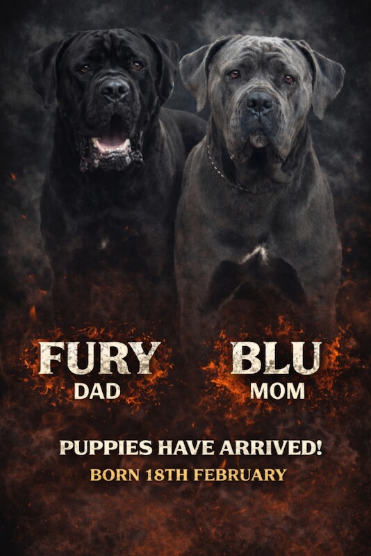 Cane Corso Puppies For Sale