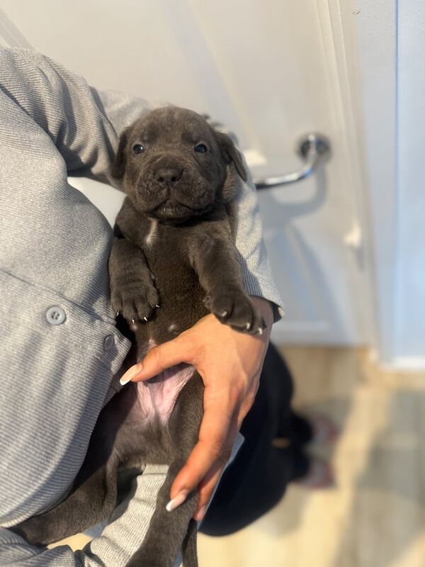 Top Quality Cane Corso Puppies for sale in Waltham Cross, Hertfordshire