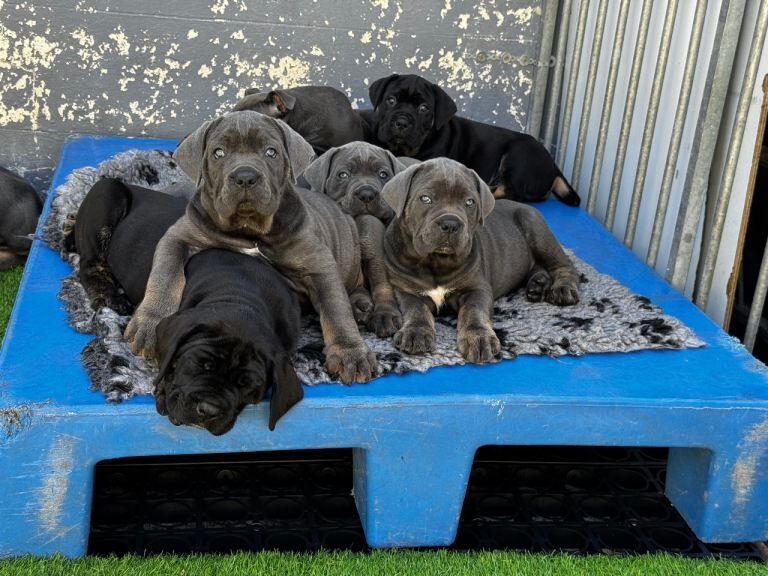 True FCI cane corso two left