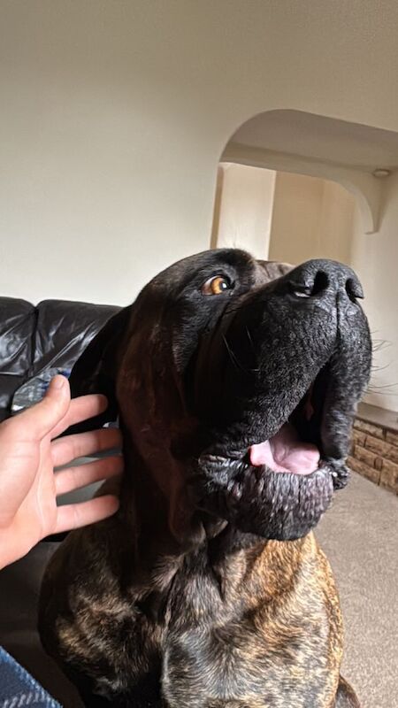 Cane Corso Puppies For Sale Under £1,000