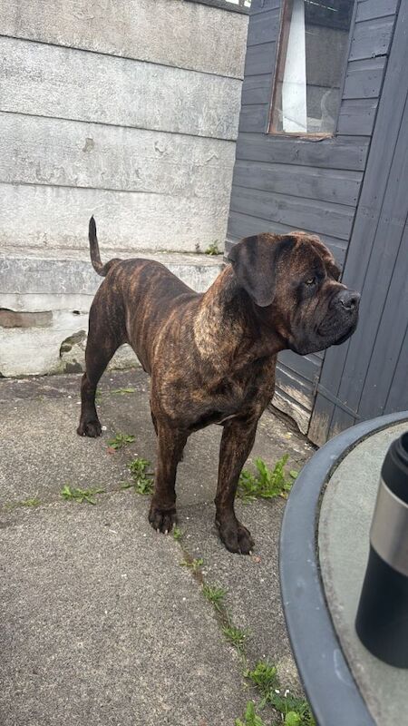 Ultimate Mastiff - Image 2 of 4