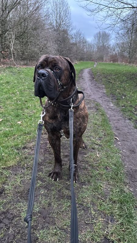 Ultimate Mastiff - Image 3 of 4