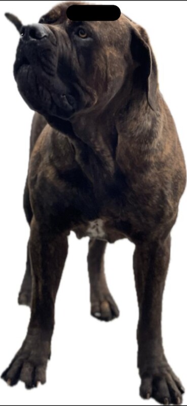 Ultimate Mastiff - Image 4 of 4