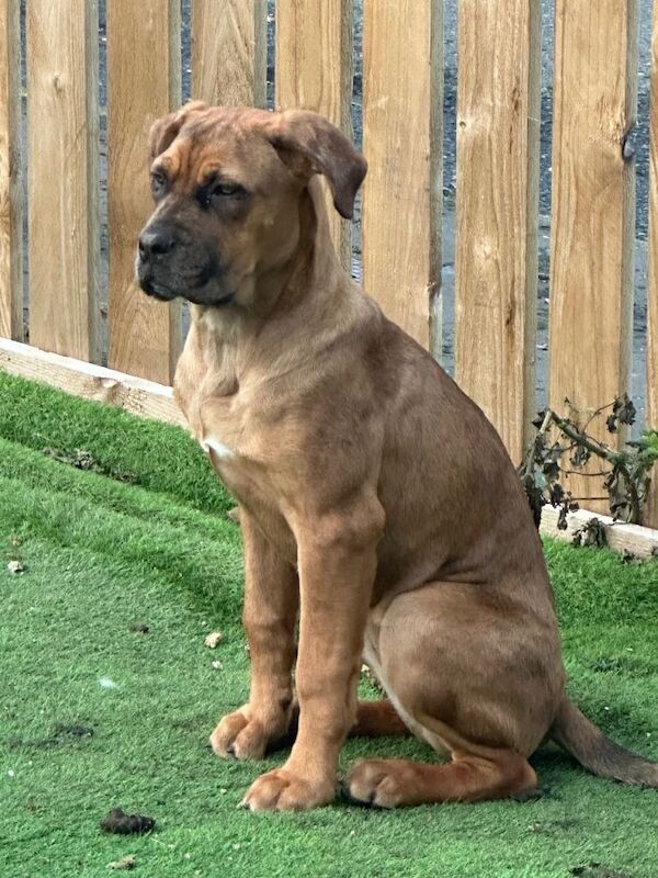 Cane Corso puppies for sale in Uphall, West Lothian – 6 months old
