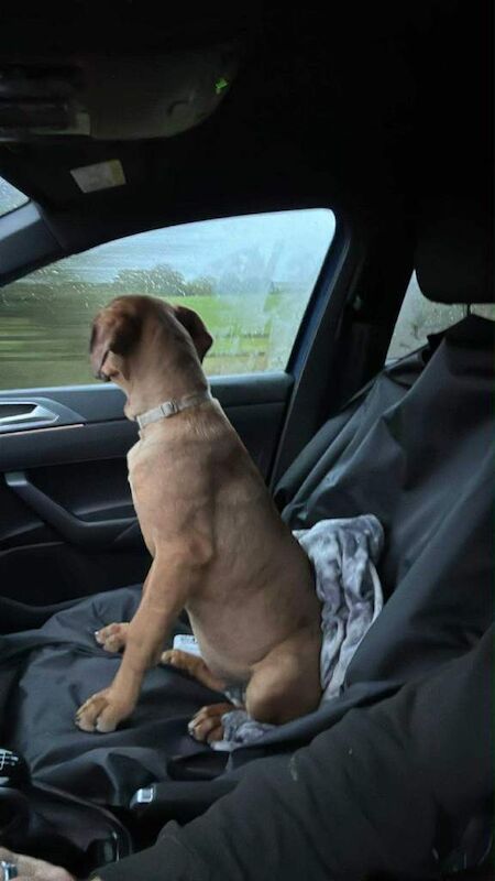 Cane Corso puppies for sale in Uphall, West Lothian – 6 months old - Image 2 of 3