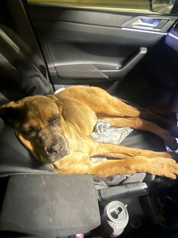 Cane Corso puppies for sale in Uphall, West Lothian – 6 months old - Image 3 of 3