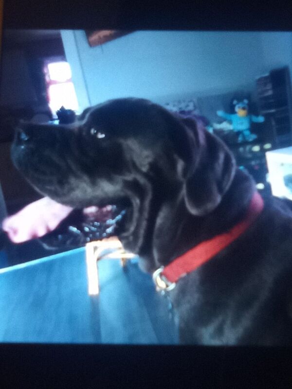 Cane Corso puppies for sale in New Basford, Nottinghamshire – 4 years old