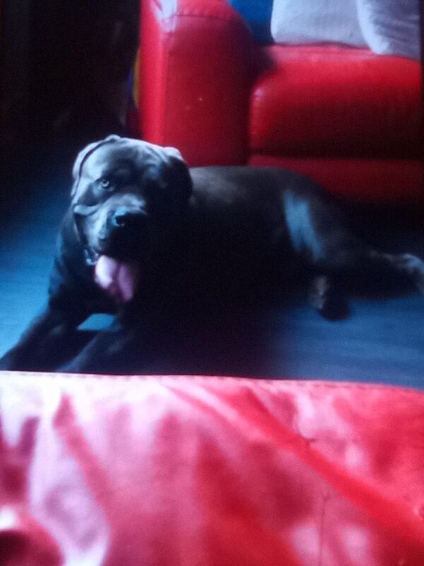 Cane Corso puppies for sale in New Basford, Nottinghamshire – 4 years old - Image 3 of 3